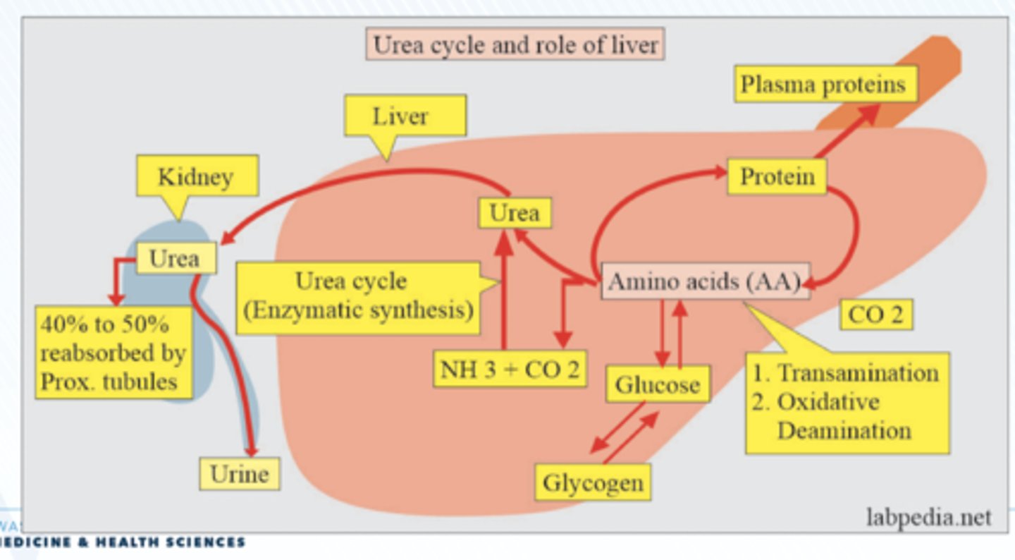 <p>The kidneys produce urine by filtration of the blood and selective reabsorption of useful substances such as glucose, some ions and water</p>