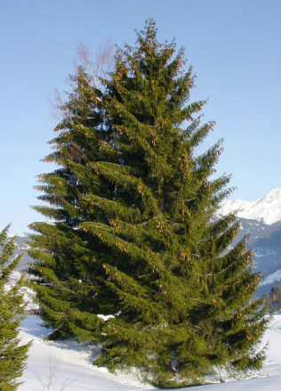 term image