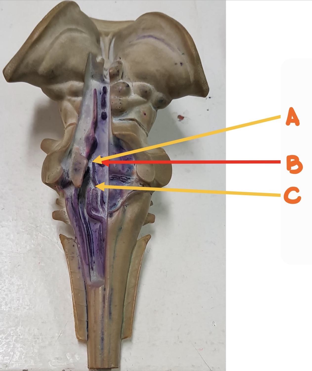knowt flashcard image