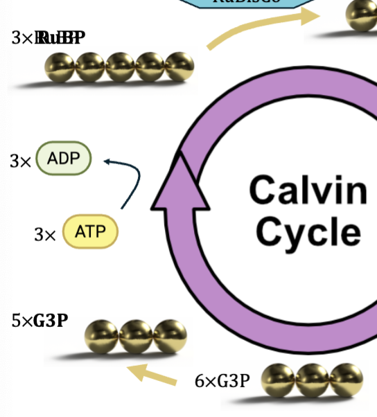 <ul><li><p>of the 6 G3P molecules 1 is used to form glucose </p></li><li><p>ATP used to rearrange 5 remaining G3P into 3 RuBP molecules </p></li><li><p>maintains pool of RuBP to continue cycle of CO2 fixation</p></li></ul><p></p>