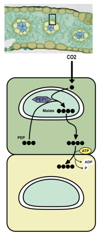 <ul><li><p>enzyme called PEPC exists in stroma, had higher attraction to CO2 than O2</p></li><li><p>PEP is a three carbon sugar </p></li><li><p>PEPC combines CO2 gas with PEP to “fix” it into malate a four carbon sugar </p></li><li><p>malate actively pumped into bundle sheath cells </p></li></ul><p></p>