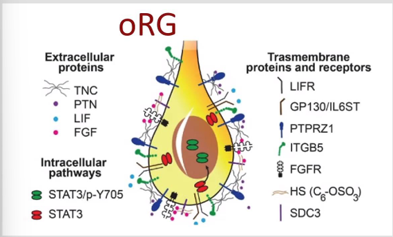 <p></p><ul><li><p>semi-autonome stamcellen in <strong>OSVZ</strong> → maken eigen groeifactoren, communiceren veel</p></li><li><p><strong>Veel receptoren</strong>, onafhankelijk van NOTch</p></li><li><p><strong>Belangrijke pathways</strong>: LIF/STAT → self-renewal, mTOR → groei/proliferatie, Shaping of direct environment (EMPs)</p></li><li><p><strong>Functies</strong>: zelfvernieuwing ↑, omgeving vormgeven, neuronproductie ↑</p></li></ul><p></p>