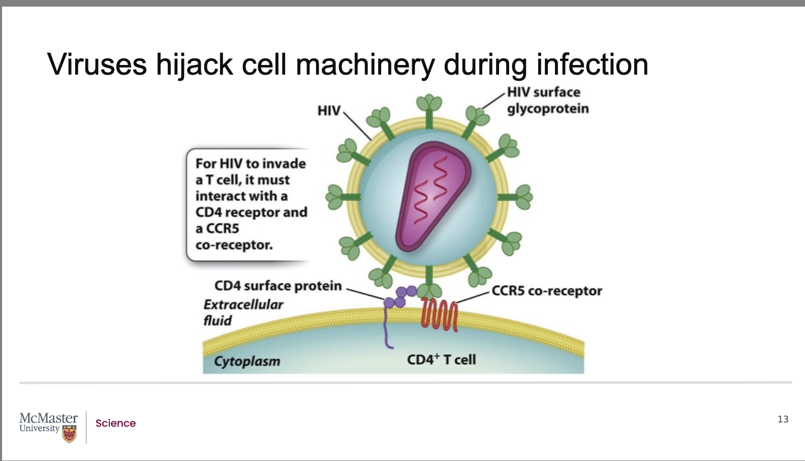 <p><strong>A:</strong></p><ul><li><p><strong>HIV</strong> (Human Immunodeficiency Virus) infects <strong>T cells</strong>, which are important immune cells</p></li><li><p>To enter a T cell, HIV must <strong>attach to two specific proteins</strong> on the cell surface:</p><ul><li><p><strong>CD4 receptor</strong></p></li><li><p><strong>CCR5 co‑receptor</strong></p></li></ul></li><li><p>Think of CD4 and CCR5 like <strong>two locks</strong> that HIV must unlock to get inside the cell</p></li><li><p>Once HIV attaches to both:</p><ul><li><p>The virus is <strong>taken into the cell</strong></p></li><li><p>Infection begins</p></li></ul></li><li><p>Over time, HIV causes:</p><ul><li><p><strong>Death of T cells</strong></p></li><li><p>A <strong>weakened (compromised) immune system</strong></p></li></ul></li><li><p>This example is important because:</p><ul><li><p>If one of these proteins (like CCR5) is altered by a mutation,</p></li><li><p>HIV may not be able to enter the cell at all</p></li></ul></li></ul><p><span data-name="check_mark_button" data-type="emoji">✅</span> <strong>Memory tip:</strong></p><figure data-type="blockquoteFigure"><div><blockquote><p>HIV needs <strong>CD4 + CCR5</strong> to infect T cells</p></blockquote><figcaption></figcaption></div></figure><p></p>