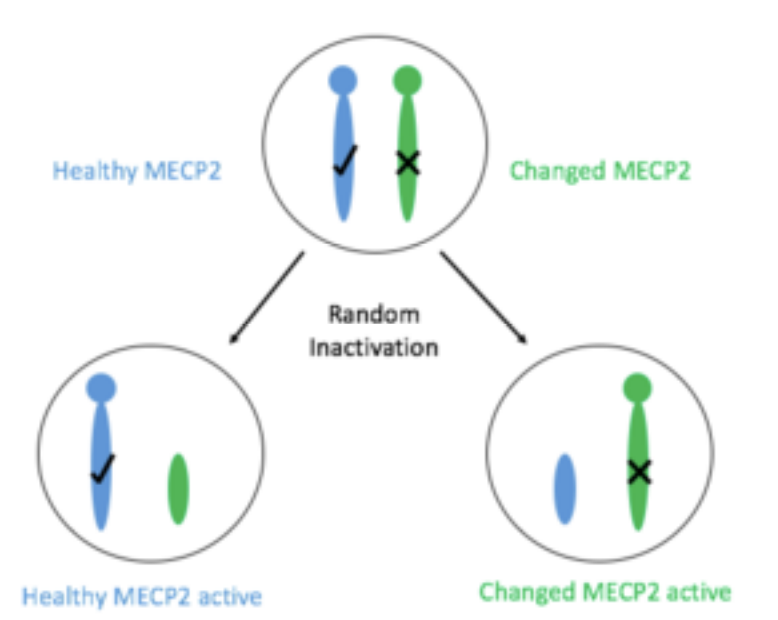 <ul><li><p>Mutation de MeCP2 sur le chromosome X</p></li><li><p>Hérité d’ une façon liée a l’X dominant </p></li><li><p>Létale pour les males </p></li><li><p>Des femmes ont la mutation mais elles sont complètement saines</p></li><li><p>Si beaucoup des cellules inactivent le chromosome mutée la maladie va être très subtile ou pas symptomatique </p></li><li><p>Ces femmes peuvent transmettre la maladie a la progéniture </p></li><li><p>Si beaucoup des cellules inactivent le chromosome de type sauvage on va avoir le développement du syndrome de Rett</p></li></ul><p></p>