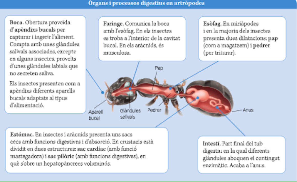 <p>Artròpodes, formiga</p>