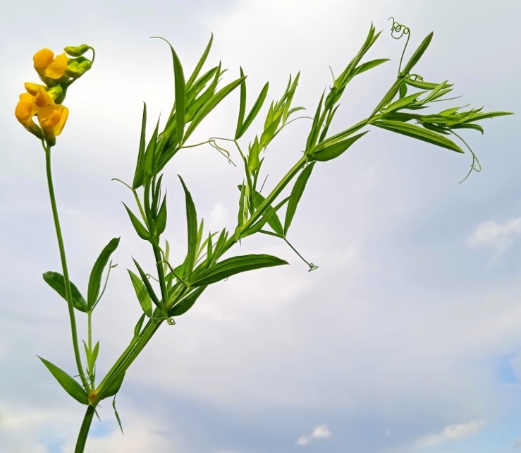 <p>Travniški grahor-Lathyrus pratensis</p>