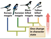 <p>What does the magpie example reveal about the yellow bill?</p>