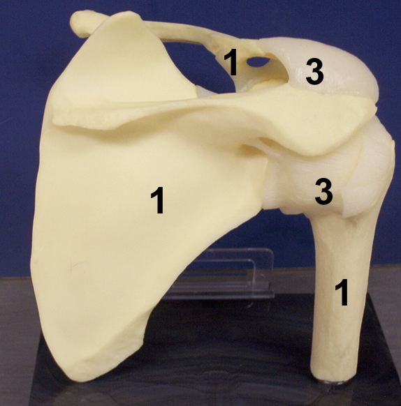 <p><strong>Glenohumeral joint / shoulder joint</strong></p><p>Glenoid fossa of scapula (LM)</p><p>Head of humerus (LM)</p><p>Synovial (SC)</p><p>Ball-and-socket (ST)</p><p>Glenoid labrum (S)</p><p>Joint capsule (S)</p><p>Tendon of the long head of the biceps brachii</p>