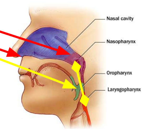 <p>Laryngopharynx</p>