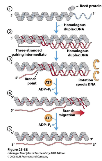 <p><strong>strand invasion</strong></p><ol><li><p>RecA forms a filament on ssDNA</p></li><li><p>homologous dsDNA segment incorporates into the complex</p></li><li><p>invasion of the single strrand begins at 5’ end</p></li><li><p>rotation of complex spools homologous DNA out of dsDNA, spools in ssDNA</p></li><li><p>Strand exchange and continued branch migration require ATP hydrolysis</p></li><li><p>if ssDNA and dsDNA are linear molecule, a new ssDNA is released</p></li></ol><p></p>