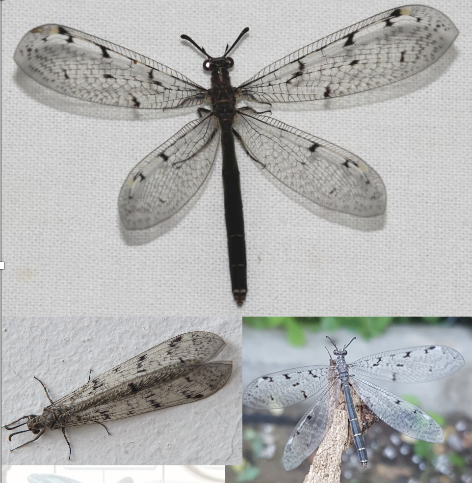 <p>Latin, magyar, védett?</p>