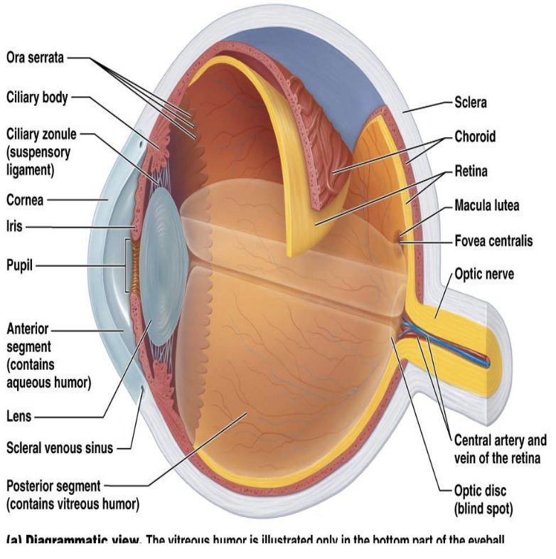 <p>Ciliary Body</p><ul><li><p>What is the ciliary body?</p><ul><li><p>What controls the shape of the lens?</p><ul><li><p>What holds the lens in place?</p></li></ul></li></ul></li></ul><p></p>