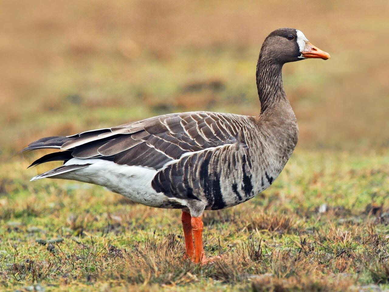 <p>Greater white-fronted goose</p>