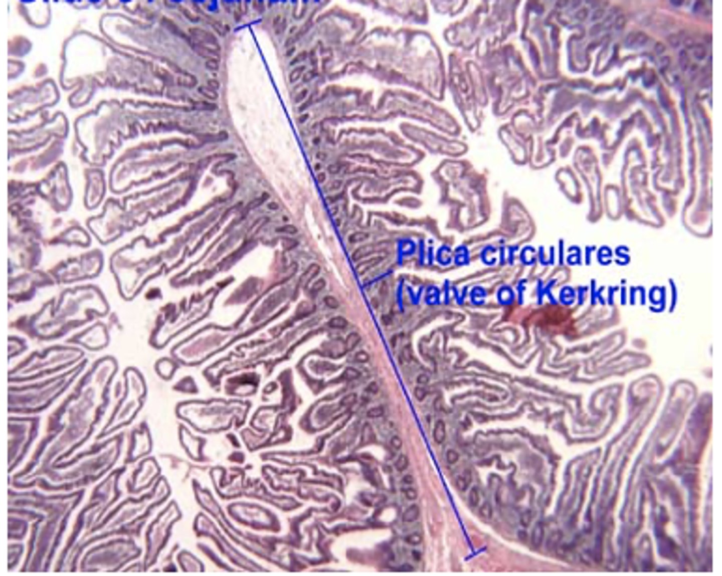 <p>Identify the organ</p>