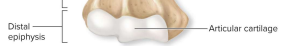 <p>-knob region at each end of the long bone</p><p>Proximal epiphysis: end of the bone closest to trunk </p><p>Distal epiphysis: end fartherst from trunk</p><ul><li><p>composed of compact bone on the outer thin layer & spongy bone on the inner region</p></li></ul><p>Articular cartilage: covers the joint surface reducing friction and absorbing shock in moving joints. </p><ul><li><p>It is a thin layer of hyaline cartilage </p></li></ul><p></p>