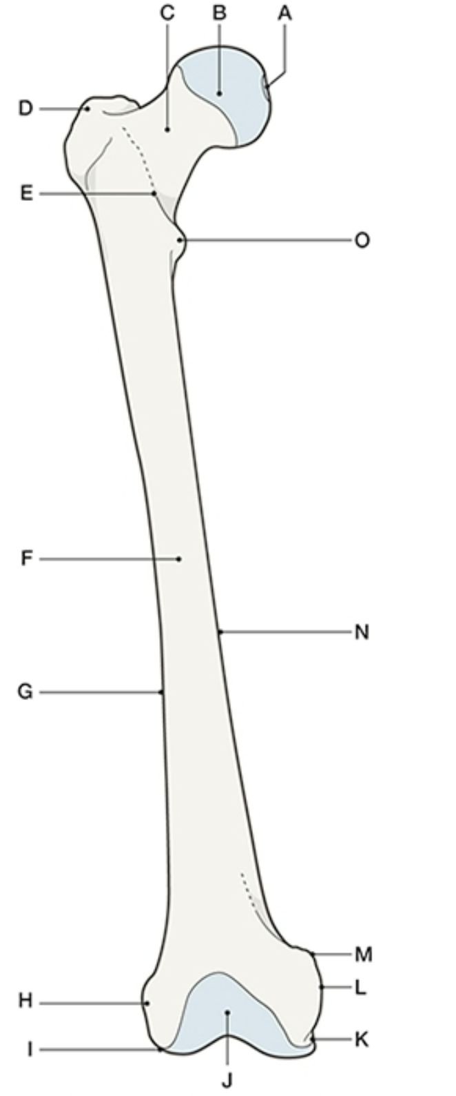 <p>Femur - Proximal End:</p><p>_______________ _____ - a ridge that extends obliquely between the</p><p>trochanters on the anterior margin</p><ul><li><p>E</p></li></ul><p></p>