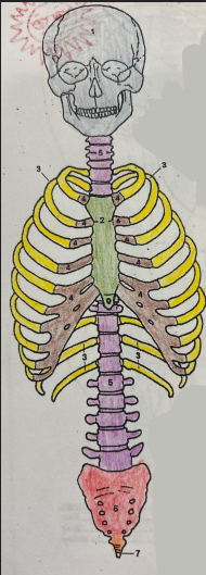 <p>What is the orange(7) bone’s name?</p>