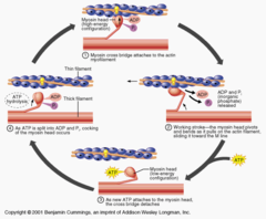 <p>1) Sarcolemma is depolarised, so calcium ions diffuse into myofibrils from sarcoplasmic reticulum</p><p>2. Calcium ions cause movement of tropomyosin on actin</p><p>3) Causes exposure of the binding sites on the actin</p><p>4) Myosin heads attach to binding sites on actin (forms actinomyosin bridges)</p><p>5) Release of Pi and ADP from myosin heads cause them to bend, pulling actin molecules (power-stroke)</p><p>6) Attachment of a new ATP molecule to each myosin head causes myosin heads to detach from actin sites</p><p>7) Hydrolysis of ATP on myosin heads causes them to bend back to original position (re-cocked)</p>