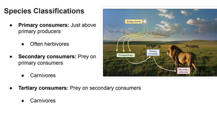 <p>Prey on secondary consumers</p><ul><li><p>Carnivores</p></li></ul><p></p>