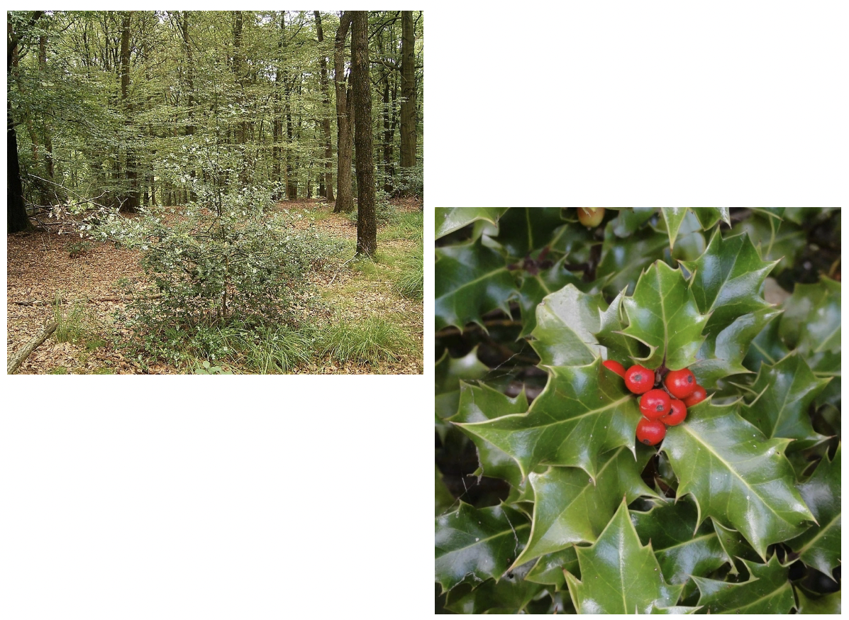<p>(Inheems, ondergroei in beukenbossen)</p>