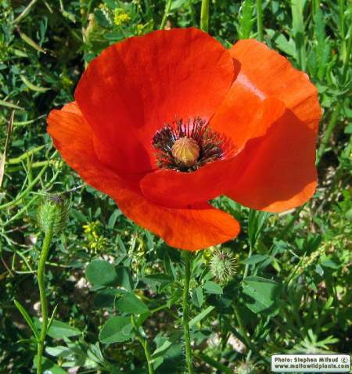 <p>Genus (Papaver is the genus of poppy)</p>