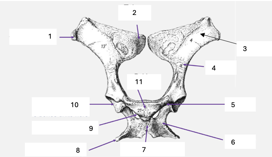 <p>Name the labelled structures.</p>