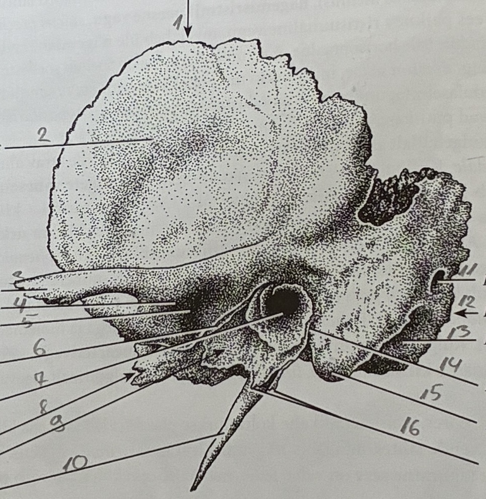 <p>11</p>