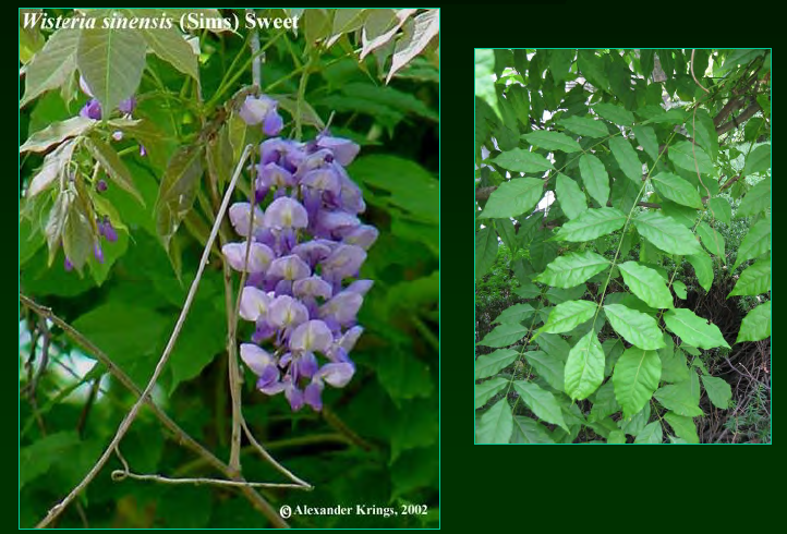 <p>•</p><p>Fabaceae</p><p>•</p><p>Native to Asia</p><p>•</p><p>Key Characters:</p><p>•</p><p>Vine</p><p>•</p><p>Pinnately compound leaves</p><p>•</p><p>Large racemes of lavender flowers (occasionally white)</p><p>•</p><p>Sweet scent</p>