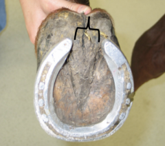 <p>How would you describe this hoof? What does it indicate?</p>