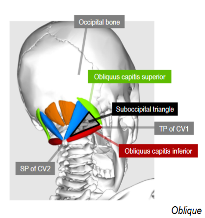 <p>Origin: CV1 transverse process</p>