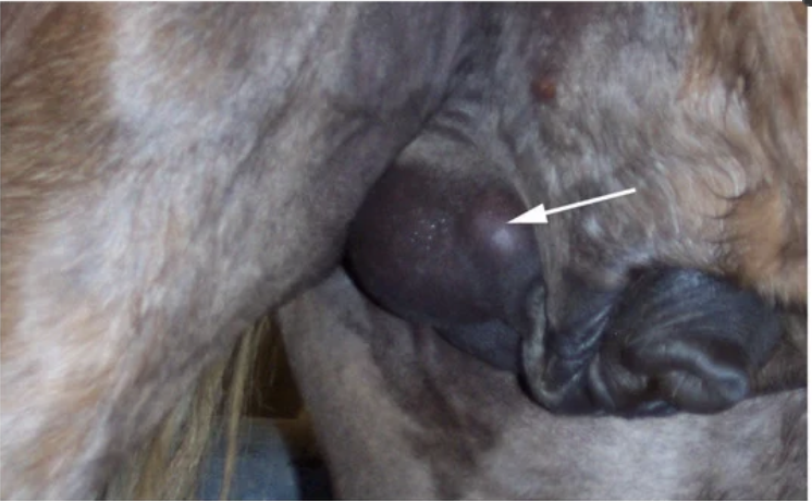 <p>Testicular Torsion: Pathophysiology</p>