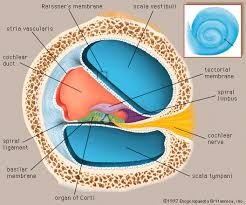 <p>inner ear</p><p>red</p>