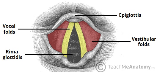<p><strong>what action: </strong>rima glottidis is closed after deep breath. Air trapped in lungs → diaphragm can’t move upwards when abdominal muscles are contracted → pressure transmitted to pelvis and abdomen</p>