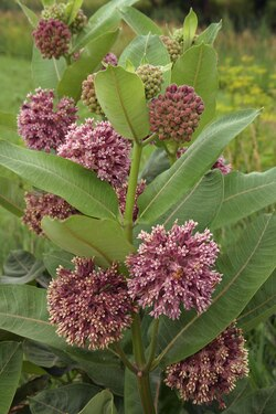 <p>Asclepias syriaca</p>