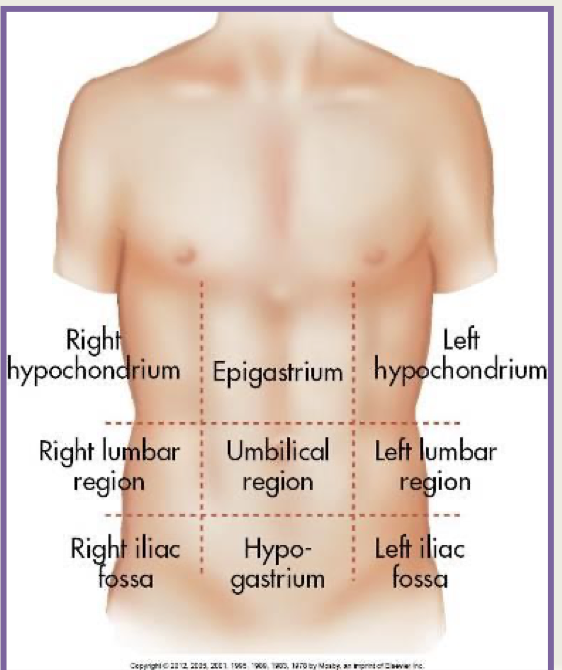 <ol><li><p>right hypochondrium</p></li><li><p>epigastrium</p></li><li><p>left hypochondrium</p></li><li><p>right lumbar region</p></li><li><p>umbilical region</p></li><li><p>left lumber region</p></li><li><p>right iliac fossa</p></li><li><p>hypogastrium</p></li><li><p>left iliac fossa</p></li></ol><p></p>