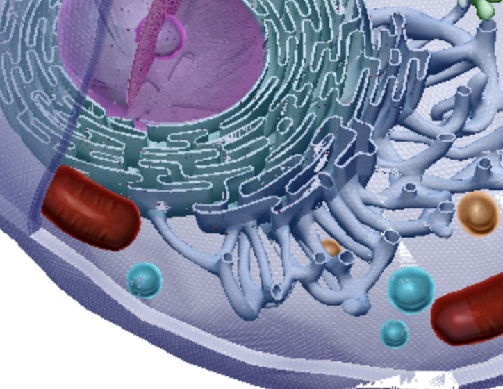 <p>Are organelles in the cytoplasm of a cell. Also known as microbodies, they are smaller, but similar in structure to lysosomes. They contain oxidases, enzymes that oxidize organic substances.</p>