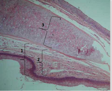 <p>What structure is this </p>