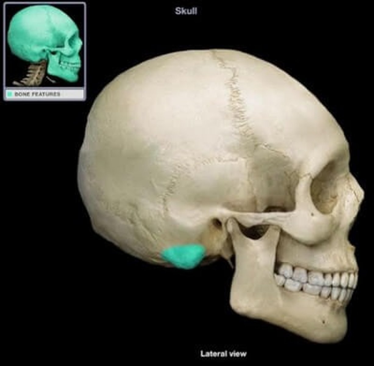 knowt flashcard image