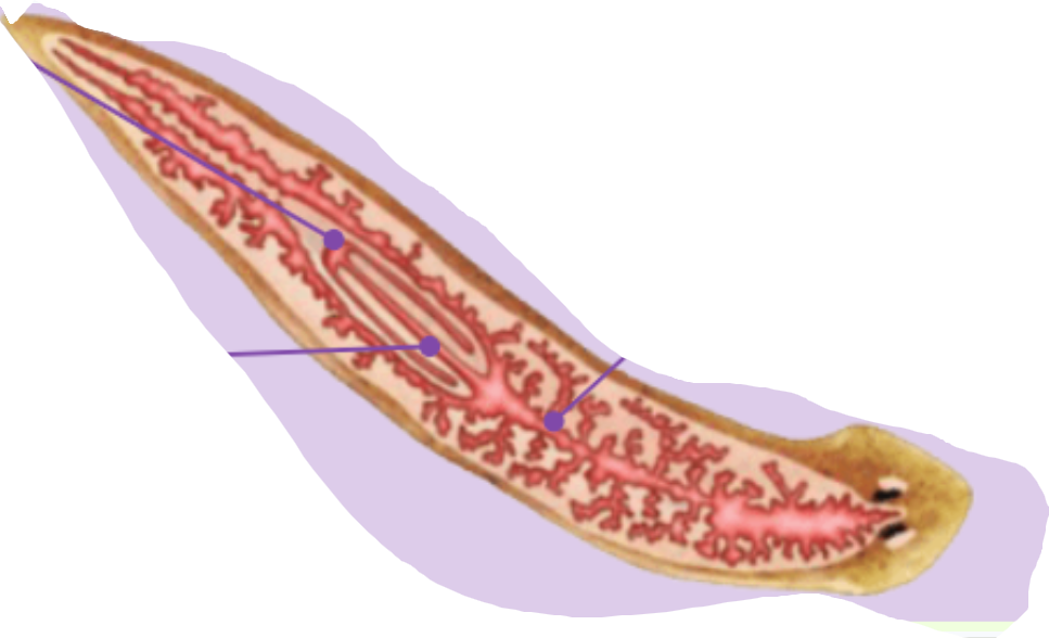 <p>Quin animal és? I digues els òrgans i processos digestius d’ell.</p>
