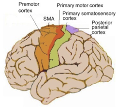 <p>1. Primary Motor Cortex (M-I)</p><p>2. Supplementary Motor Area (M-II)</p><p>3. Premotor Cortex (PMC)</p>