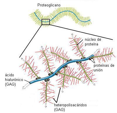 <p><strong>PROTEOGLUCANOS (CLASIFICACIÓN)</strong></p>