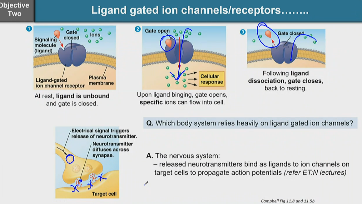 <ol><li><p>at rest, ligand is unbound and gate is closed</p></li><li><p>upon ligand binding, gate opens, specific ions can flow into cell</p></li><li><p>following ligand dissociation, gate closes, back to resting</p></li></ol><p></p><ul><li><p>the nervous system heavily relies on ligand gated ion channels</p><ul><li><p>the nervous system releases neurotransmitters and bind as ligands to ion channels on target cells to propagate action potentials</p></li></ul></li></ul><p></p>
