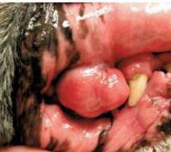 <p>This benign non-odontogenic tumor is RARE and is biologically more aggressive. May undergo local invasion. Often less than 1 cm, this well circumscribed red mass can be located on dorsal tongue. Surgical margins of 1 cm have been curative</p>