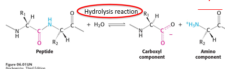 <p>proteases catalyze the hydrolysis of peptide bonds</p>
