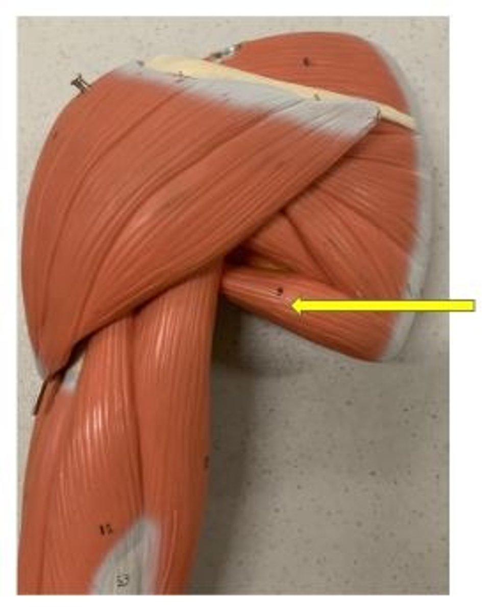 <p>not a rotator cuff muscle</p>