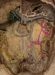 <p>left colic artery</p>