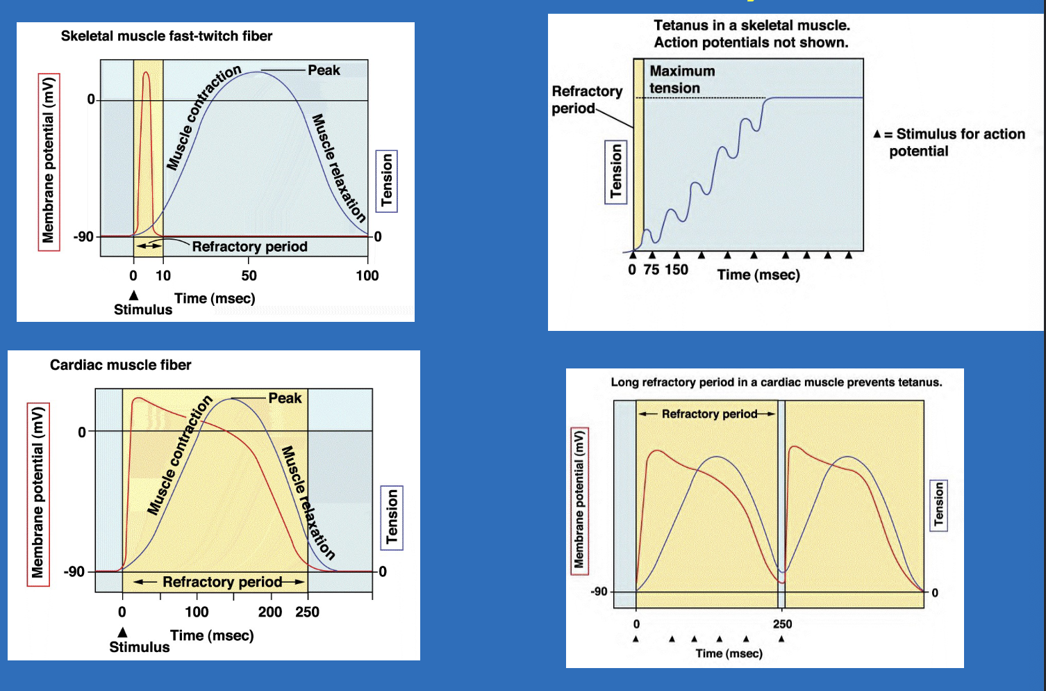 <p>refractory period - skeletal vs cardiac</p>