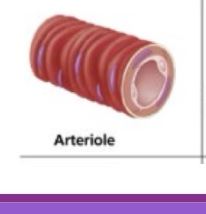 <p>Small vessels that lead into capillary beds</p><ul><li><p>Composition: Variable smooth muscle layers and little elastic tissue</p></li><li><p>Functions: Primary controllers of blood flow; most responsible for peripheral resistance (PR) and significantly affecting blood pressure</p></li></ul><p></p>