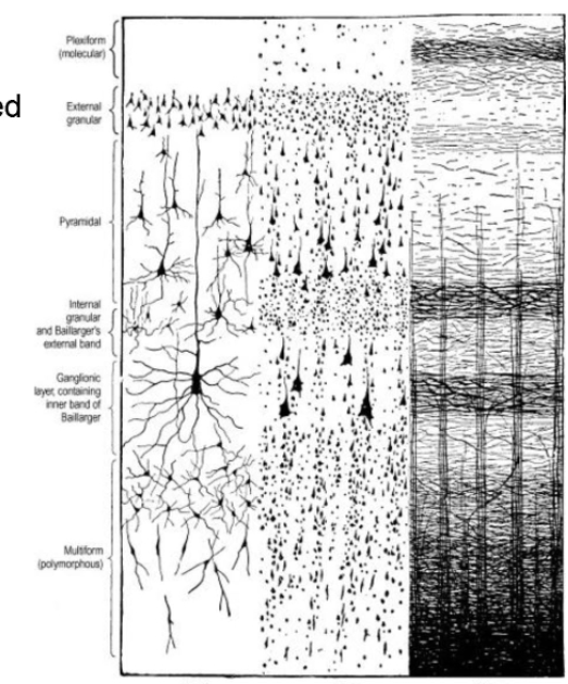 <p>~90% of the cerebral cortex consists of <strong>neocortex</strong> (remainder is phylogenetically older forms of cortex —> allocortex)</p><div data-type="horizontalRule"><hr></div><p>6 Layers of Neocortex (isocortex)</p><ul><li><p>I - Molecular (plexiform) layer</p></li><li><p>II - Outer granular layer</p></li><li><p>III - Outer pyramidal layer</p></li><li><p>IV - Inner granular layer</p></li><li><p>V - Outer pyramidal layer</p></li><li><p>VI - Multiform layer</p></li></ul><div data-type="horizontalRule"><hr></div><ul><li><p>6 layers not uniform throughout</p></li><li><p>Primary motor and sensory areas provide the greatest contrast and are referred as hetereotypical. </p></li><li><p>Primary motor cortex (agranular cortex) —> dominated by pyramidal neurons</p></li><li><p>Primary sensory cortex (granular cortex) —→ dominated by smaller, stellate cells. </p></li></ul><p></p>
