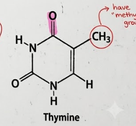 <p>c. Thymine</p>
